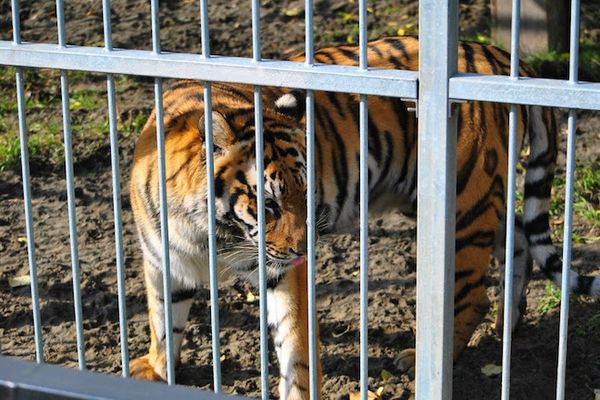 Тигр напал на 14-летнюю школьницу в зоопарке Барнаула
