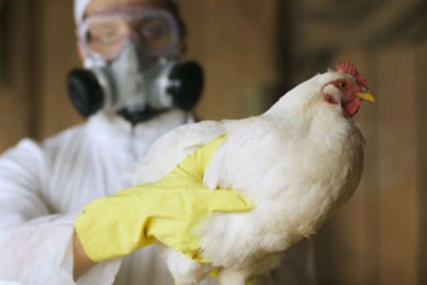 В Подмосковье зафиксирована вспышка птичьего гриппа