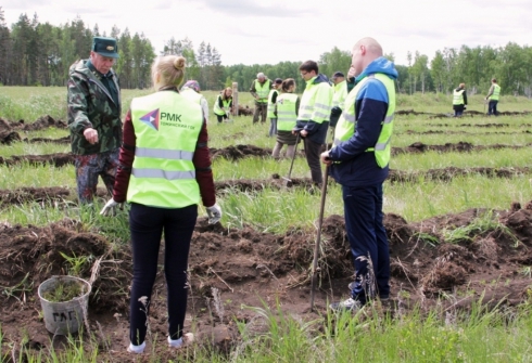 РМК посадила в Томинском 66 тысяч молодых деревьев