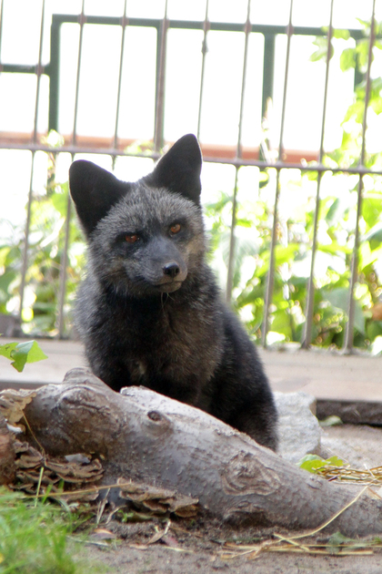 В Екатеринбургский зоопарк привезли чернобурого лиса