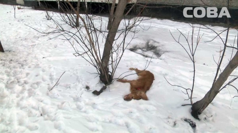 Неадекватный житель Екатеринбурга выбросил собаку с девятого этажа