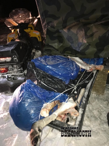 Инспекторы ГИБДД задержали полицейского из Первоуральска  с двумя тушами лосей