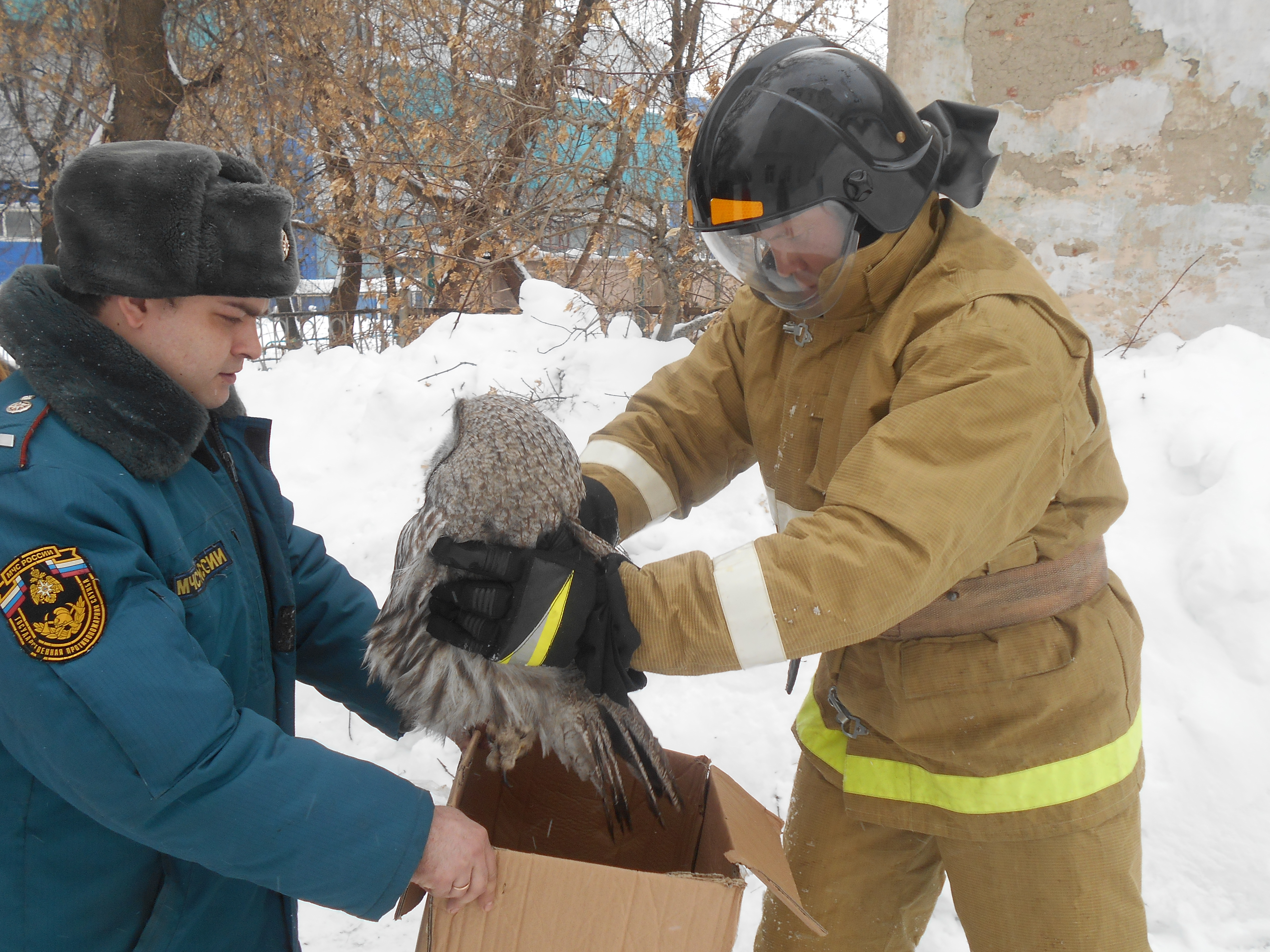 Накормили мясом и отпустили в лес: в Нижних Сергах сотрудники МЧС спасли сову