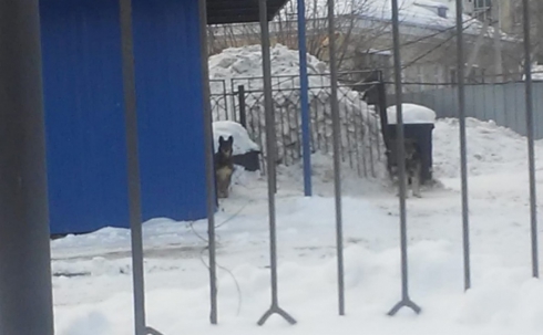 В Екатеринбурге на первоклассницу напала свора бродячих собак: искусали руку и загрызли той-терьера школьницы