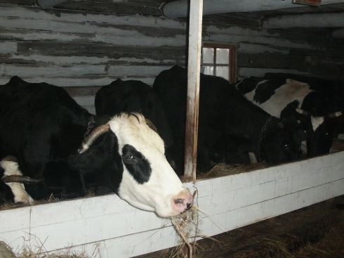Заключенных ивдельской колонии обеспечат свежим молоком (ФОТО)