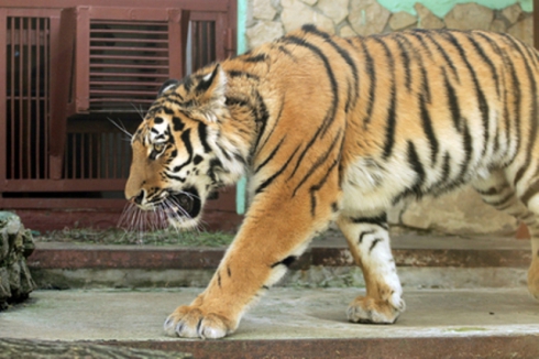 В Екатеринбургский зоопарк приехал сердитый амурский удмуртский тигр