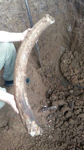 На дачном участке недалеко от Екатеринбурга нашли кости мамонта