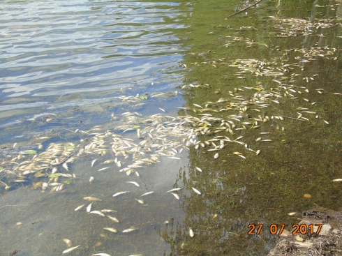 В водохранилище Нижнего Тагила массово гибнет рыба