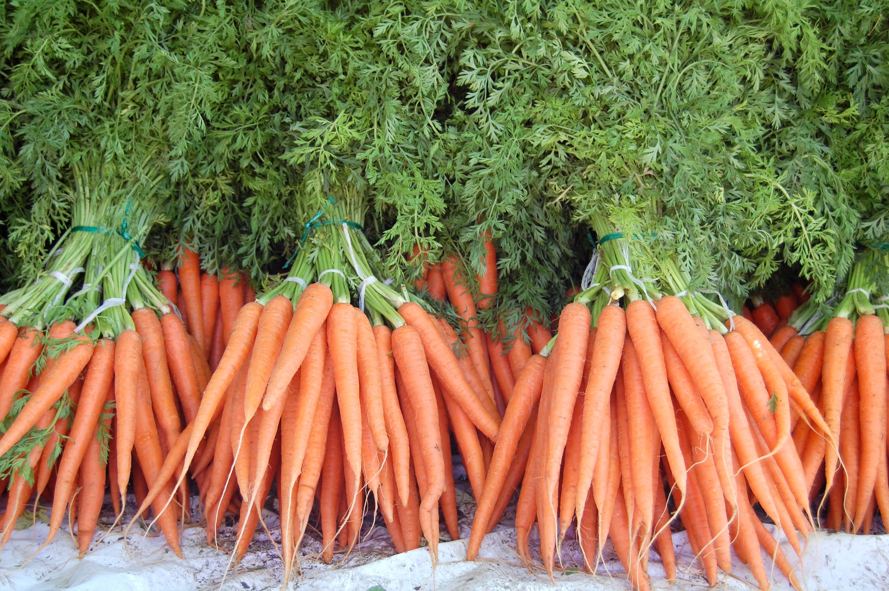 Как вырастить хороший урожай моркови. Морковь с ботвой. Морковка с ботвой. Урожай моркови. Поле моркови.