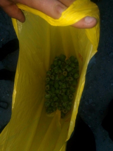 В Тавде полицейские изъяли более 300 грамм мака