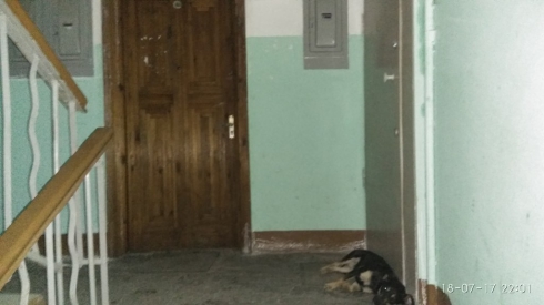 В Екатеринбурге одинокая пенсионерка-собачница отравляет жизнь целому дому