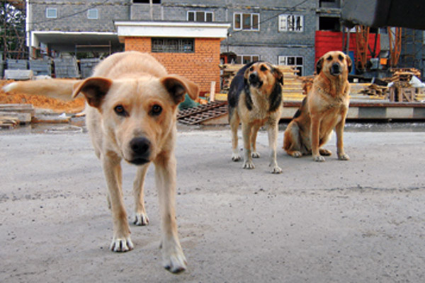 Фото отлов собак бродячих