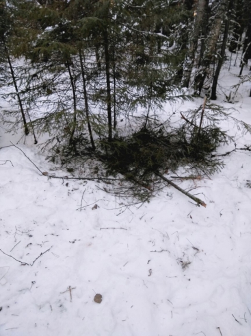 Кушвинские подростки выжили в лесу, согреваясь о своих собак
