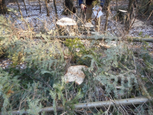 Две истории о незаконной рубке леса в Свердловской области: как надо и не надо работать силовикам