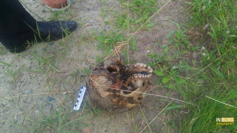 В Тугулымском районе Свердловской области найдена отрезанная человеческая голова