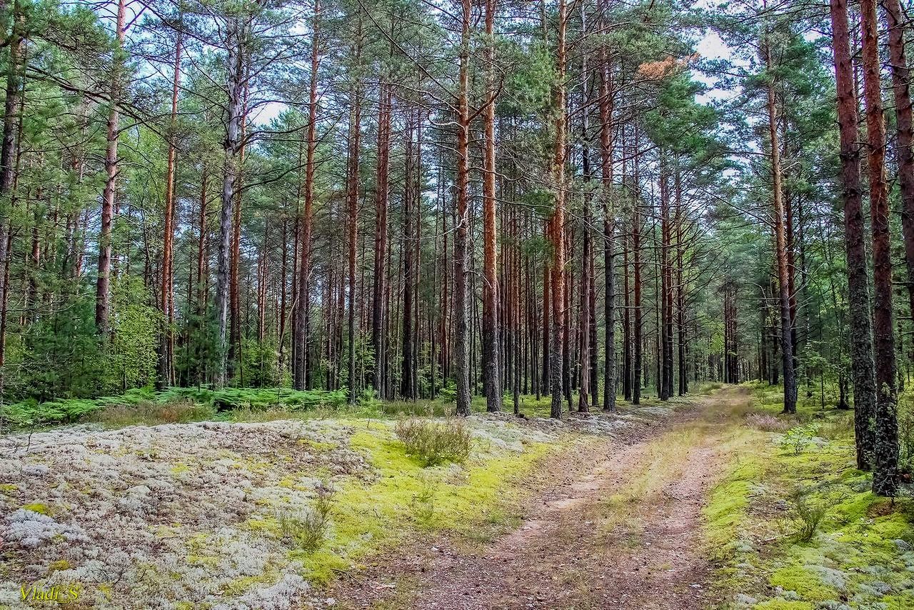 Сосновый лес Каменского района Ростовской области