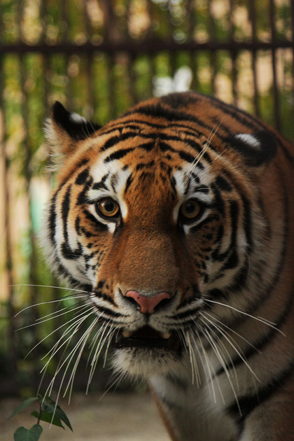 Амурская тигрица Джуна поселилась в Екатеринбургском зоопарке