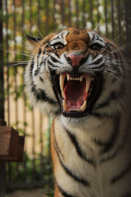 Амурская тигрица Джуна поселилась в Екатеринбургском зоопарке