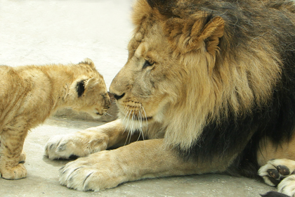 В Екатеринбургском зоопарке у пары львов родилась тройня