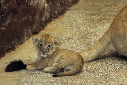 В Екатеринбургском зоопарке у пары львов родилась тройня