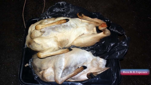 Под Камышловом задержали трёх браконьеров, убивших несколько косуль