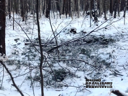 В поселке под Березовском лесорубы оставили сельчан без местного «заповедника»