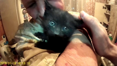 Зооспасатель в Екатеринбурге достал котёнка, который пять дней просидел под полом 