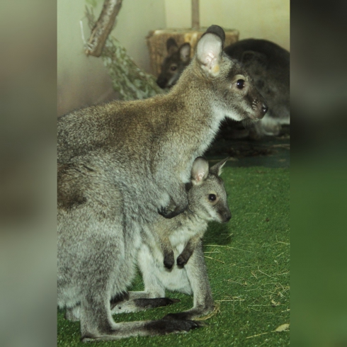 В Екатеринбургском зоопарке родились два кенгуренка