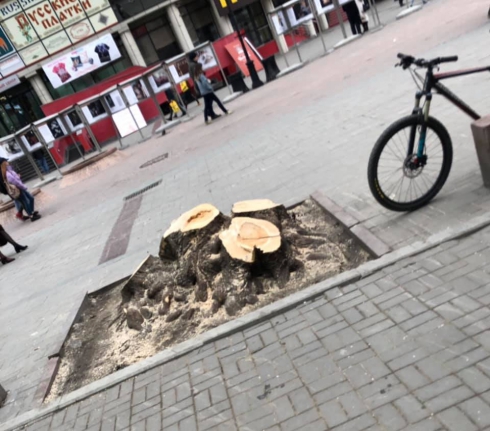 В центре Екатеринбурга бизнесмены вырубили деревья