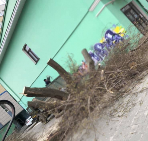 В центре Екатеринбурга бизнесмены вырубили деревья
