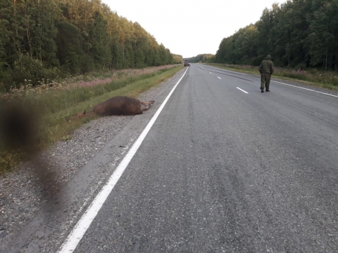 На трассе в Свердловской области водитель сбил лося и скрылся с места ДТП
