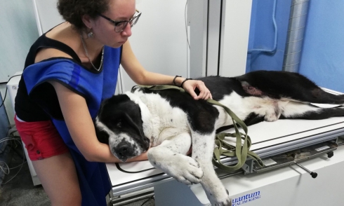В Екатеринбурге хозяин выстрелил в свою собаку и попросил ветеринара её усыпить 