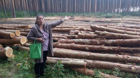 В Березовском вырубили гектар леса прямо за заборами у горожан. Лесорубы не планируют останавливаться
