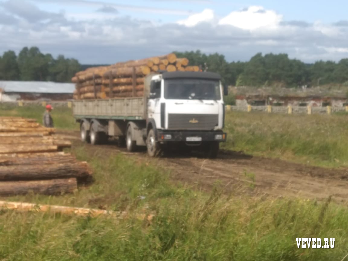 Лесорубы вновь начали валить лес у поселка под Екатеринбургом. Лесничество  обратилось в полицию » Вечерние ведомости