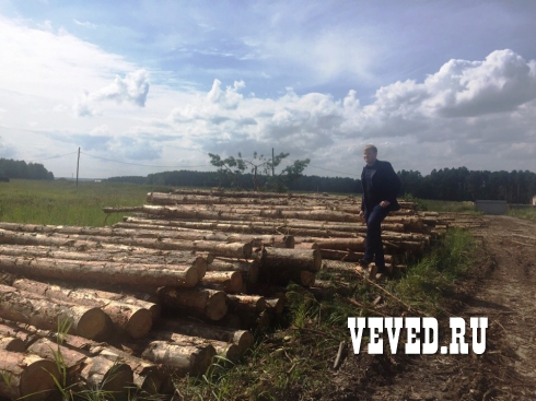 Лесорубы прекратили валку леса у коттеджного поселка Рассоха под Екатеринбургом