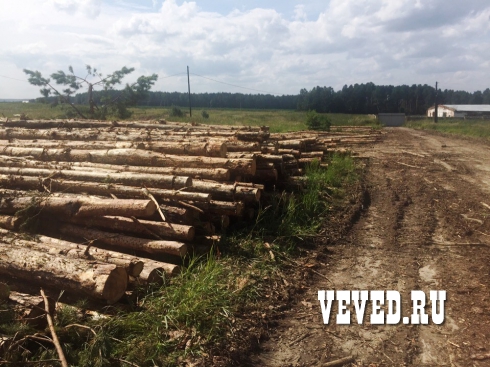 Лесорубы прекратили валку леса у коттеджного поселка Рассоха под Екатеринбургом
