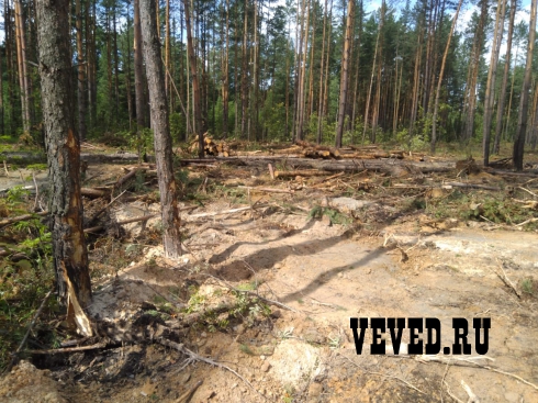 Лесорубы вновь начали валить лес у поселка под Екатеринбургом. Лесничество обратилось в полицию