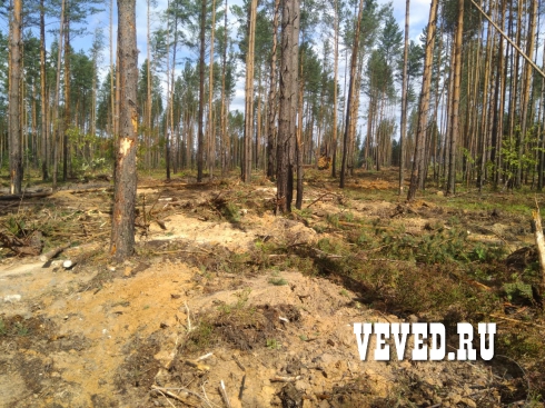 Лесорубы вновь начали валить лес у поселка под Екатеринбургом. Лесничество обратилось в полицию