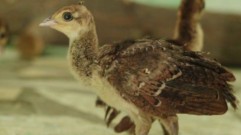 Пополнение в семье индийских павлинов: в екатеринбургском зоопарке родились павлинята