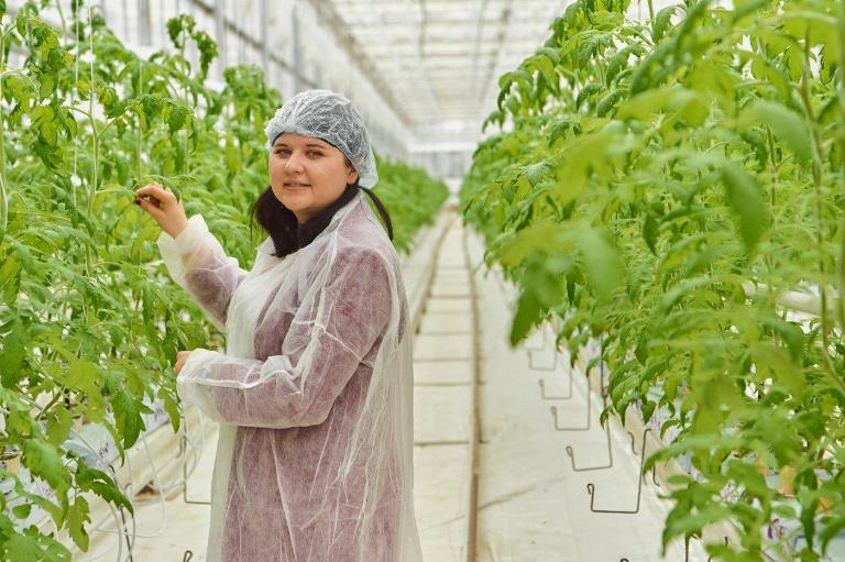 Новый гибрид томата выращивают в тепличном комплексе УГМК-Агро