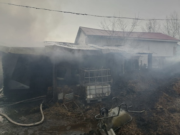 Пожар в Екатеринбурге унёс жизни 12 лошадей и 5 собак