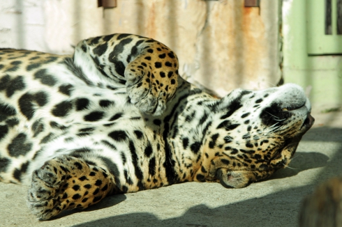 «Мы очень ждем своих посетителей»: как Екатеринбургский зоопарк выживает во время пандемии