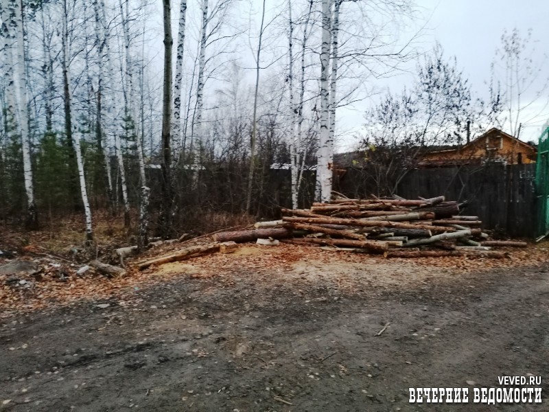 На окраине Екатеринбурга вырубили сотни кубометров леса под многоэтажную застройку