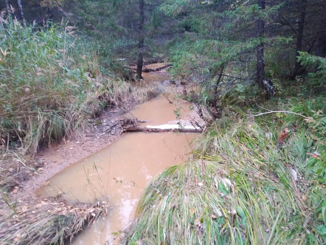 Загрязнение воды в реке Черный Шишим после производственной территории ООО "Золото Шишима"