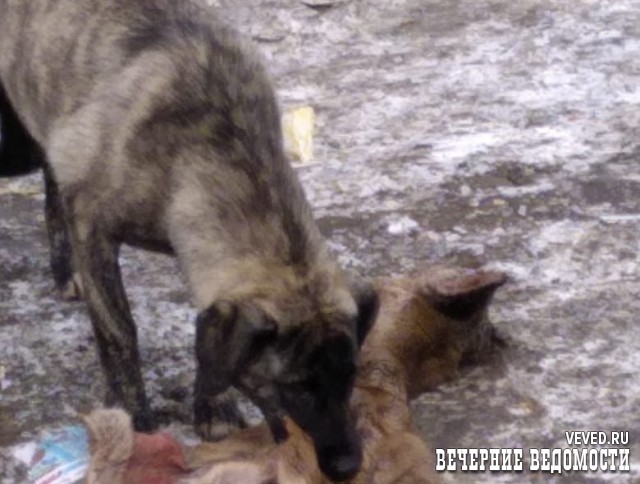 Под Екатеринбургом браконьеры убили более 10 косуль