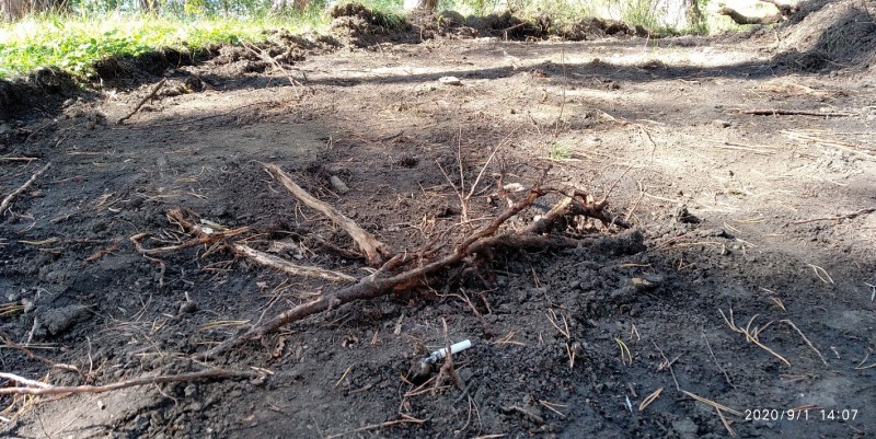 Эксперты оценили состояние деревьев приозерного парка в Среднеуральске
