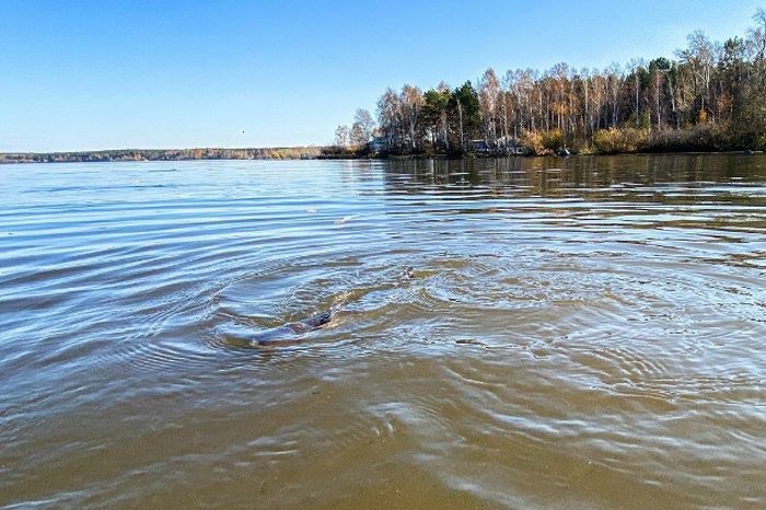 Экоактивисты выпустили в водоемы Свердловской области сотни рыб-санитаров