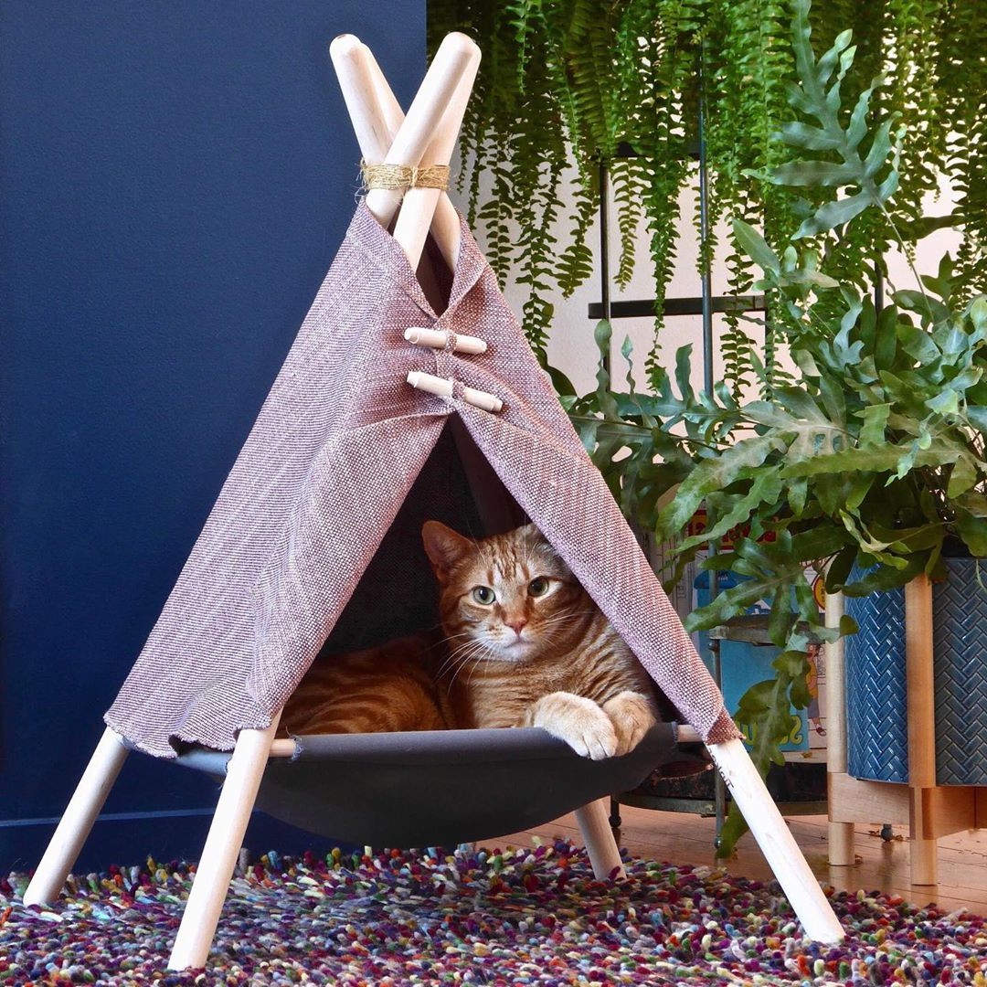 Стильные домики для кота: 5 идей, которые украсят интерьер » Вечерние  ведомости