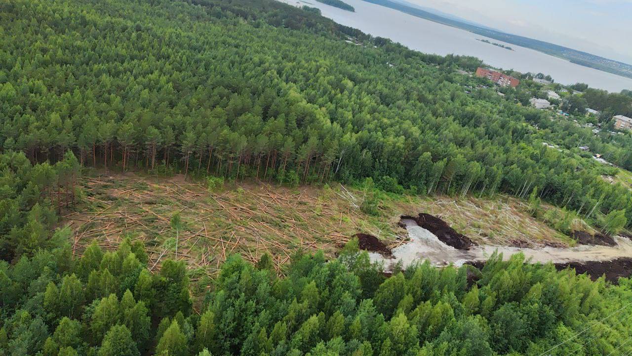 В Екатеринбурге вырубили часть соснового леса, где растут растения из  Красной книги » Вечерние ведомости