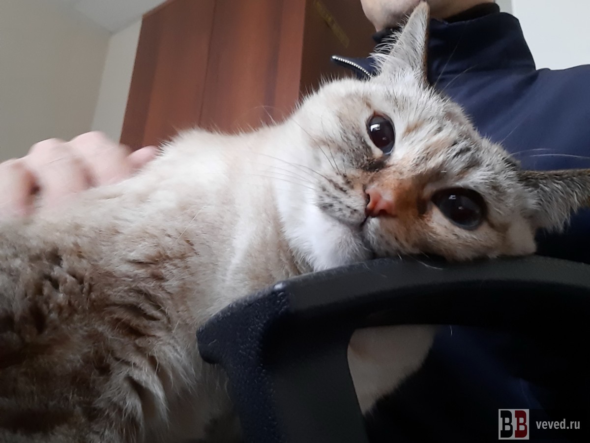 Ротвейлеры спасли заблудившихся в зимнем лесу папу и сына